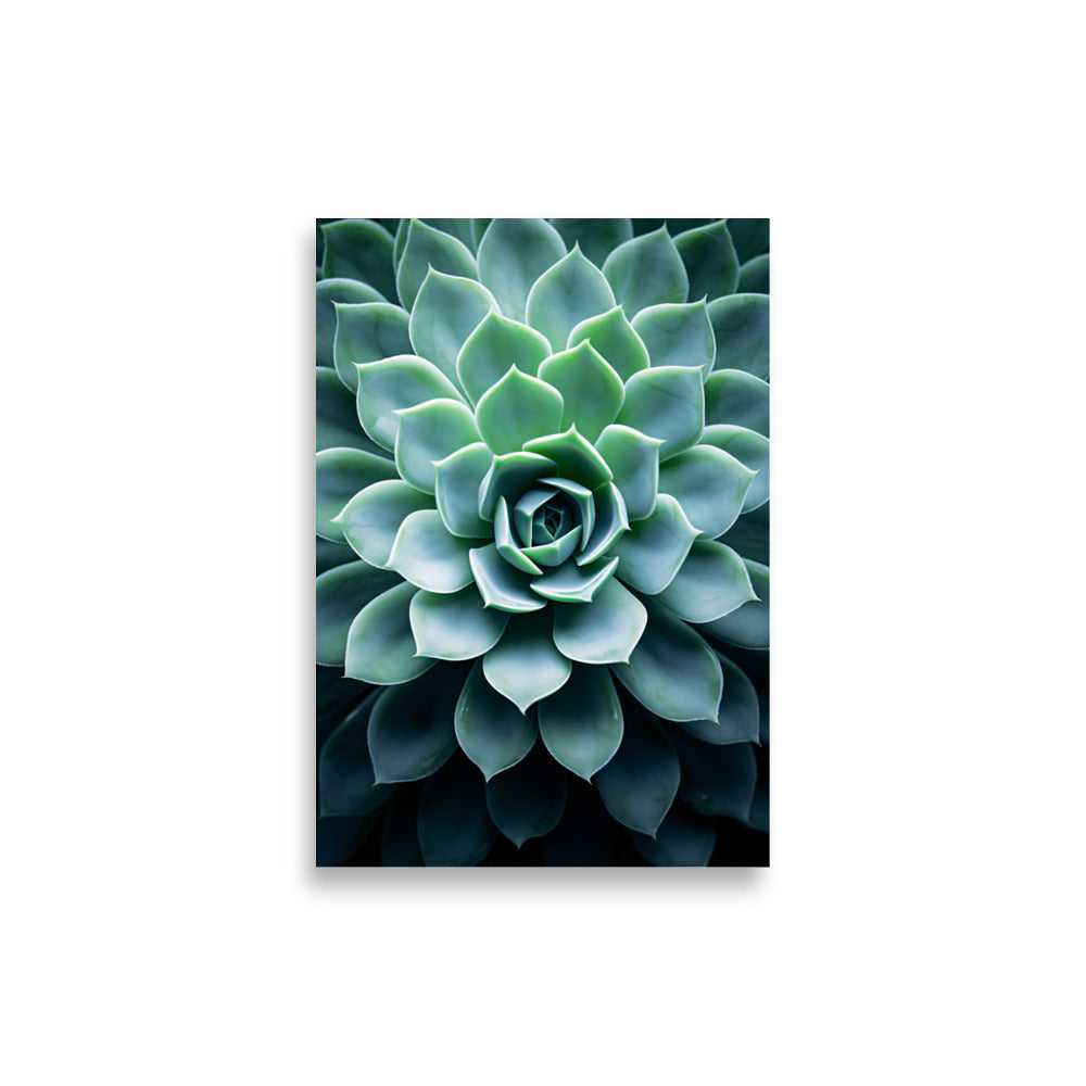 Plant - AFFICHES & MOI