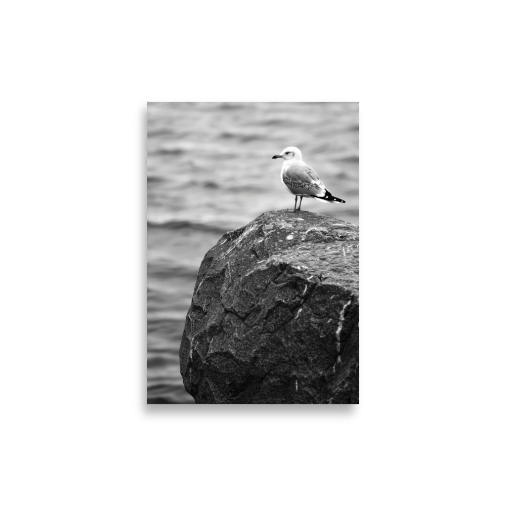Seagull - AFFICHES & MOI