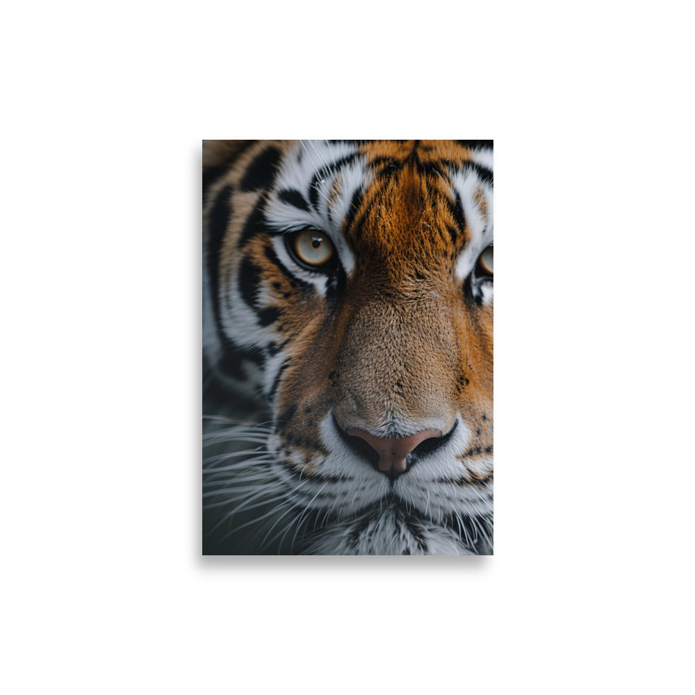 Eyes of Tiger - AFFICHES & MOI