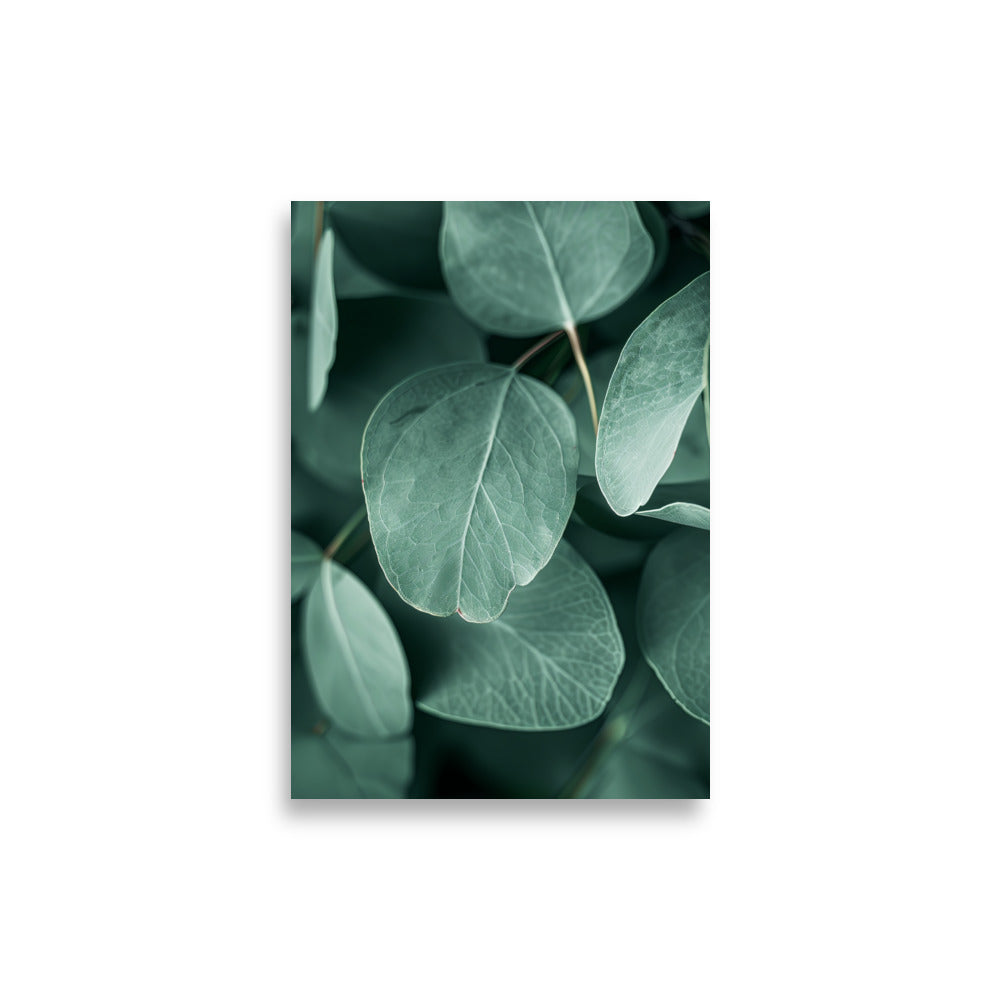 Eucalyptus Leafs - AFFICHES & MOI