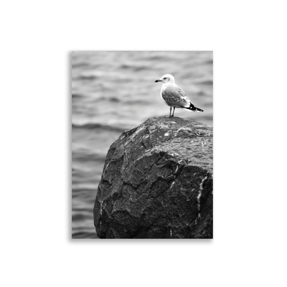 Seagull - AFFICHES & MOI