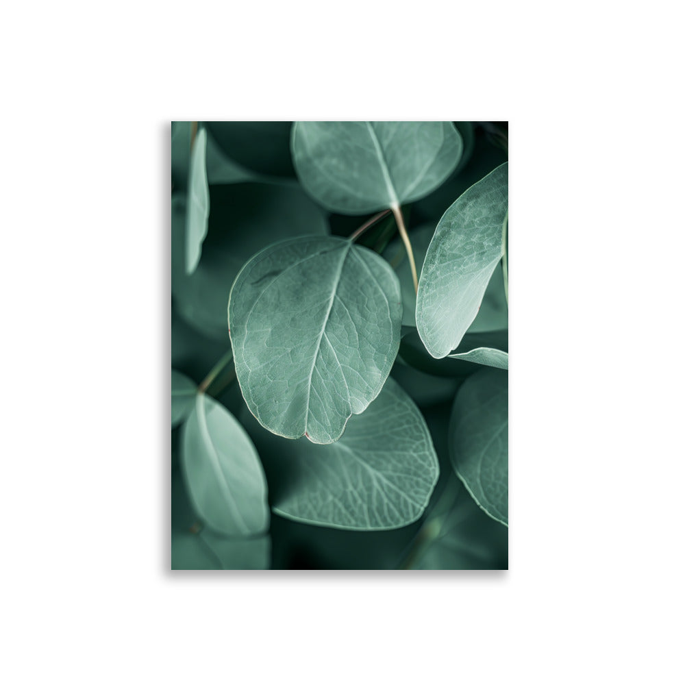 Eucalyptus Leafs - AFFICHES & MOI