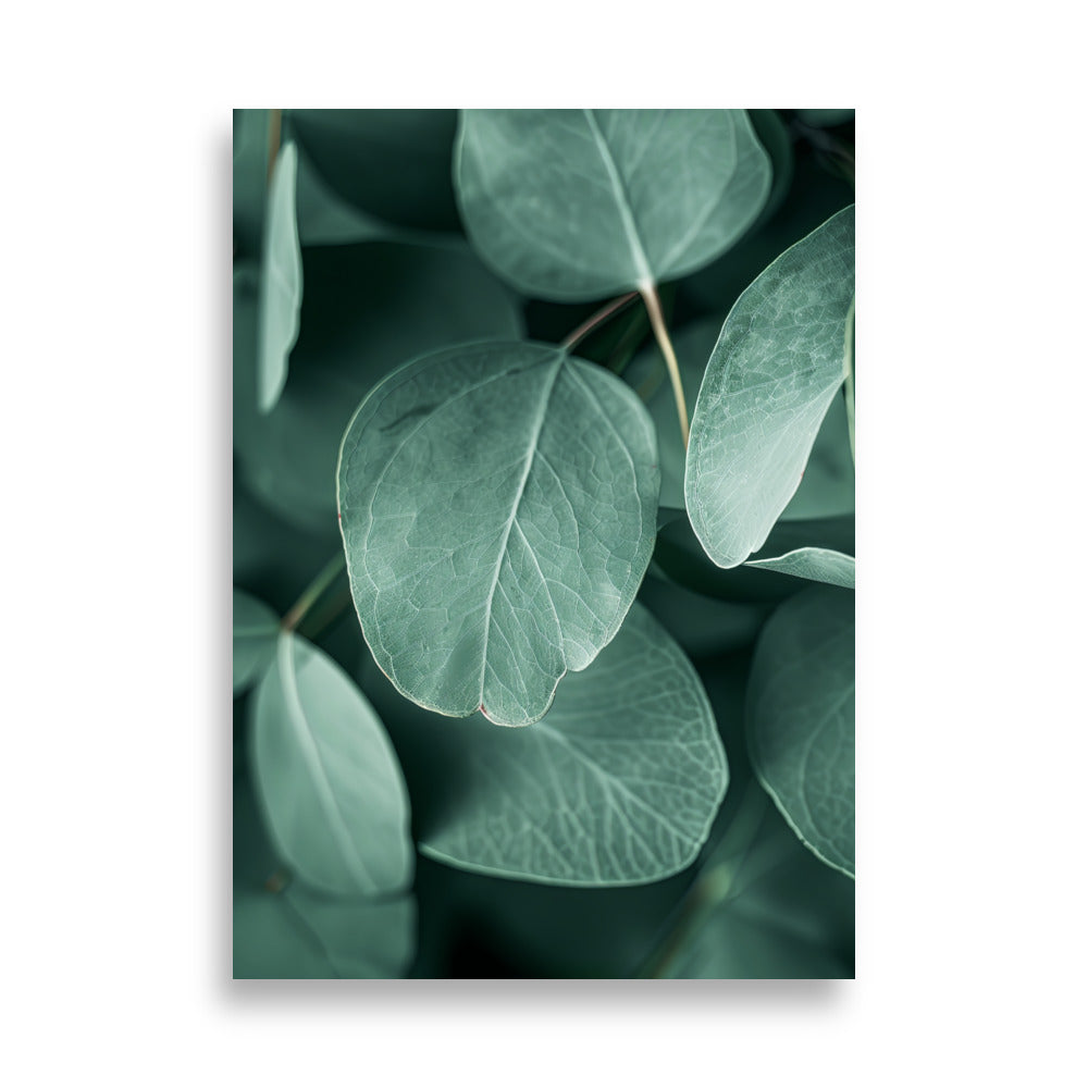 Eucalyptus Leafs - AFFICHES & MOI