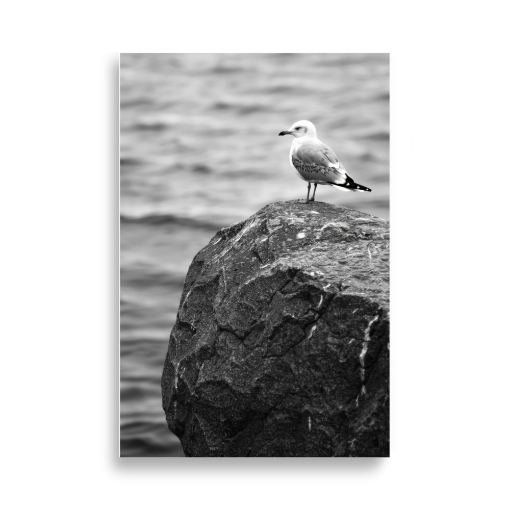 Seagull - AFFICHES & MOI