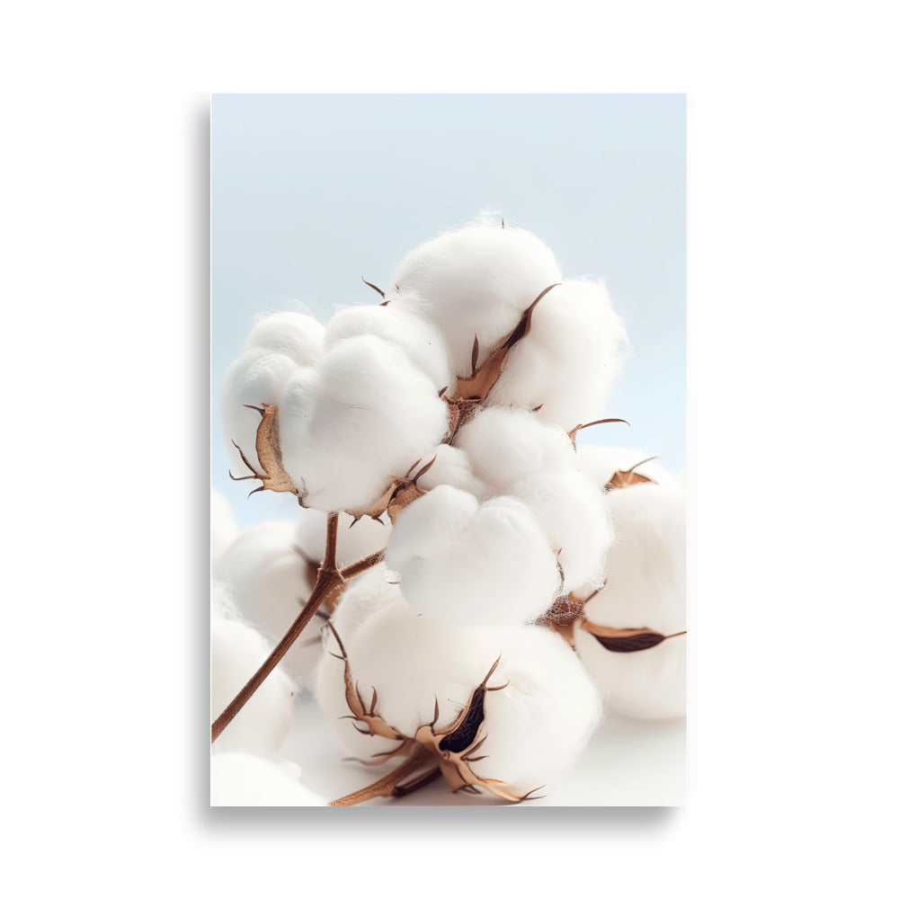 Cotton flowers - AFFICHES & MOI