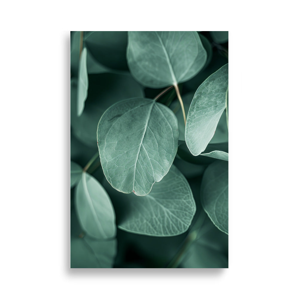 Eucalyptus Leafs - AFFICHES & MOI