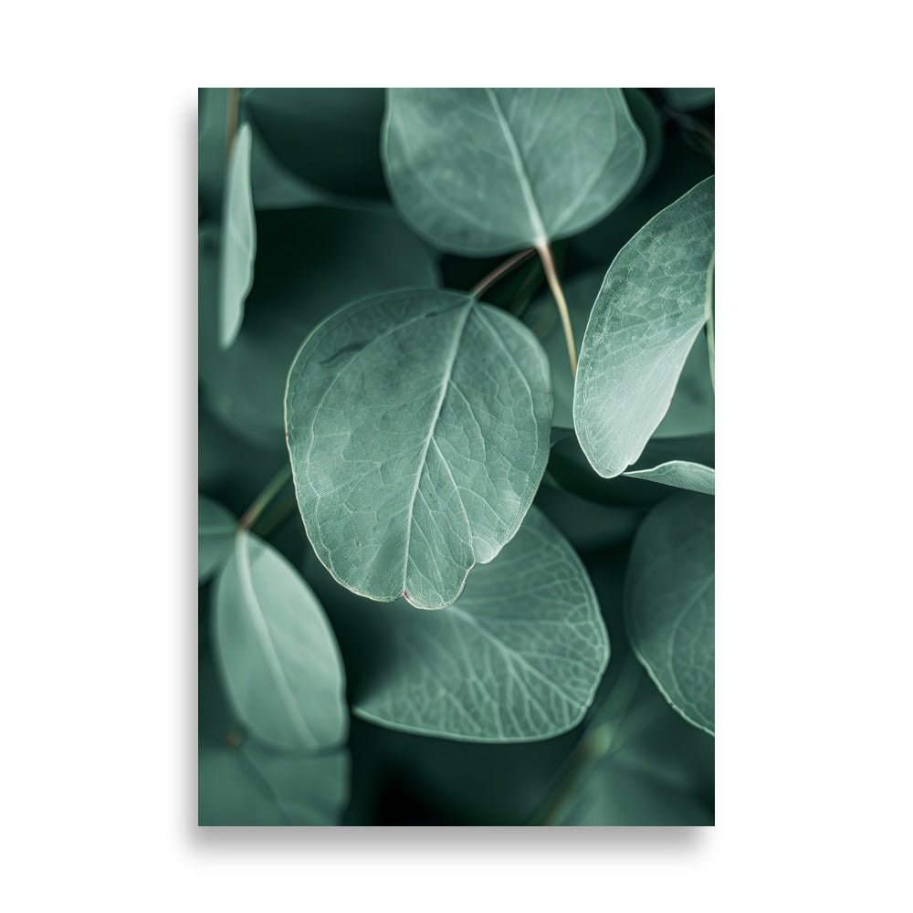Eucalyptus Leafs - AFFICHES & MOI